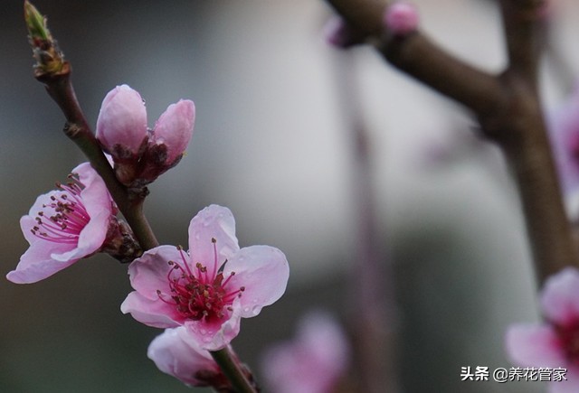 桃花的资料（带你一起去了解桃花的两系五类）