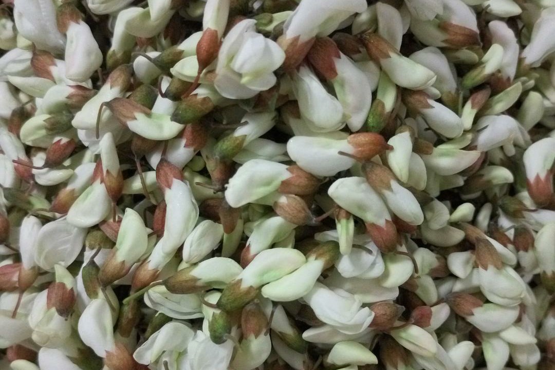 吃了30年槐花，才知道用这种方法就能保存起来，放一整年都不会坏