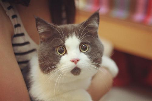 仅8.2%的猫粮符合标准！你是个合格的铲屎官么？