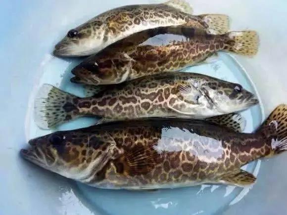 21種國產野生名貴淡水魚，吃過8種，你就是饕餮達人了