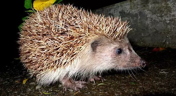 高校各种“神兽”出没，你的大学有什么？