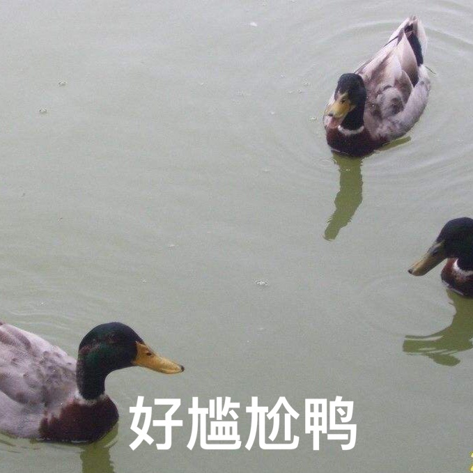 表情包：达达的马蹄送不尽我的祝福
