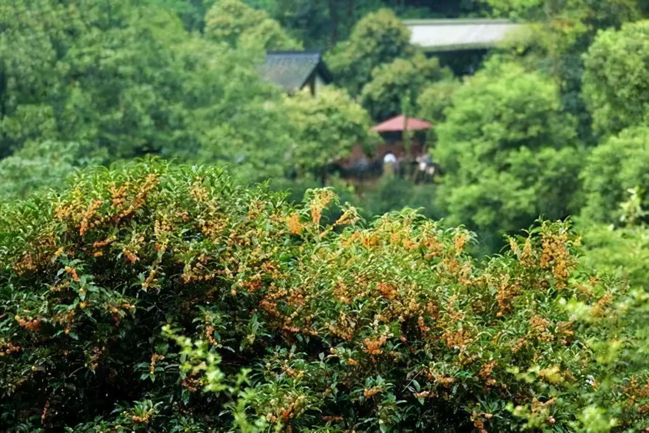 漫天香氛醉人~杭州的秋天从不让人失望！13个地方，秒出大片