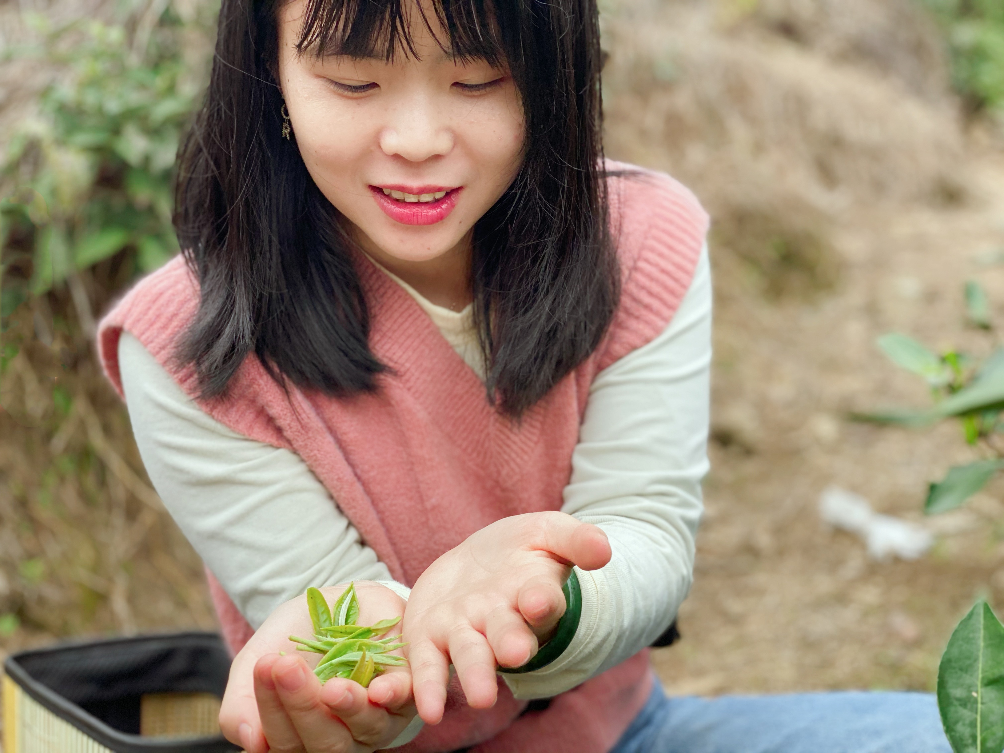 偏心之见：饼茶与散茶，谁更胜一筹？