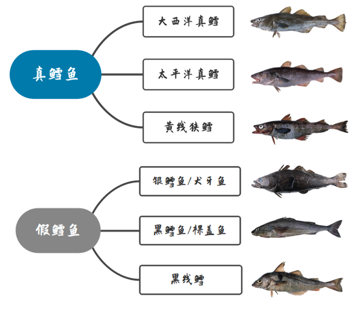 真鳕鱼补脑，假鳕鱼、核废水鳕鱼伤身，一图搞定宝宝鳕鱼