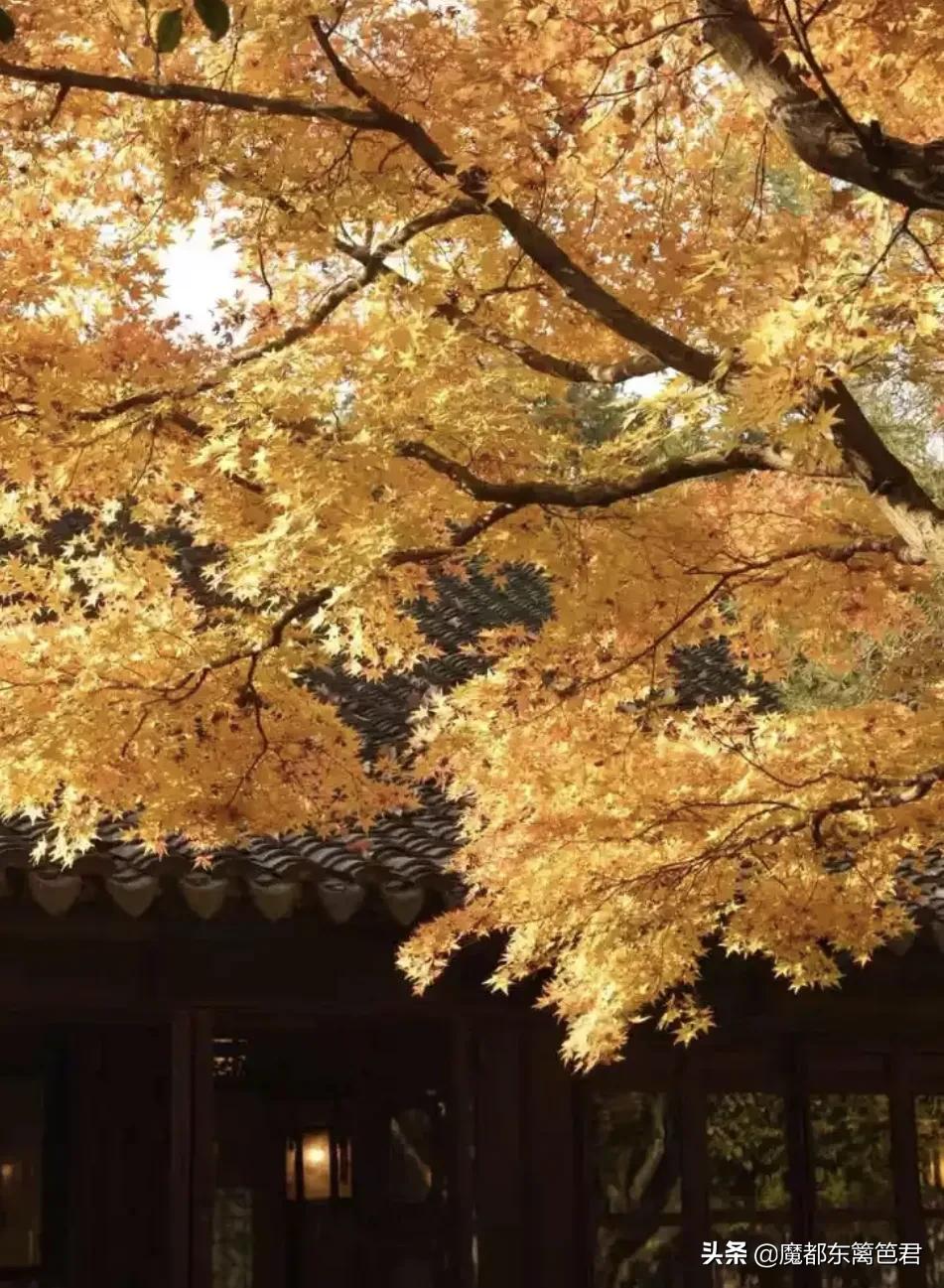 原创诗词 游虎丘有感（游虎丘小记）