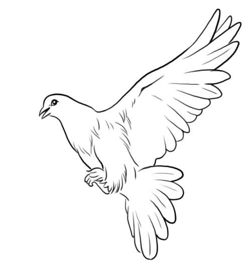 和平鸽的简笔画(简笔画:高清鸽子简笔画,快收藏起来,让孩子放假了练习