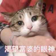 猫咪表情包合集｜老子可爱吗？