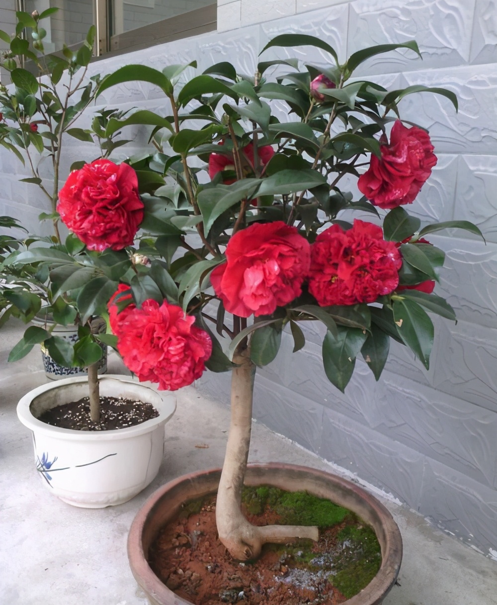 山茶花是典型的南方花卉.一说南方花卉,懂花的人就知道特点了.