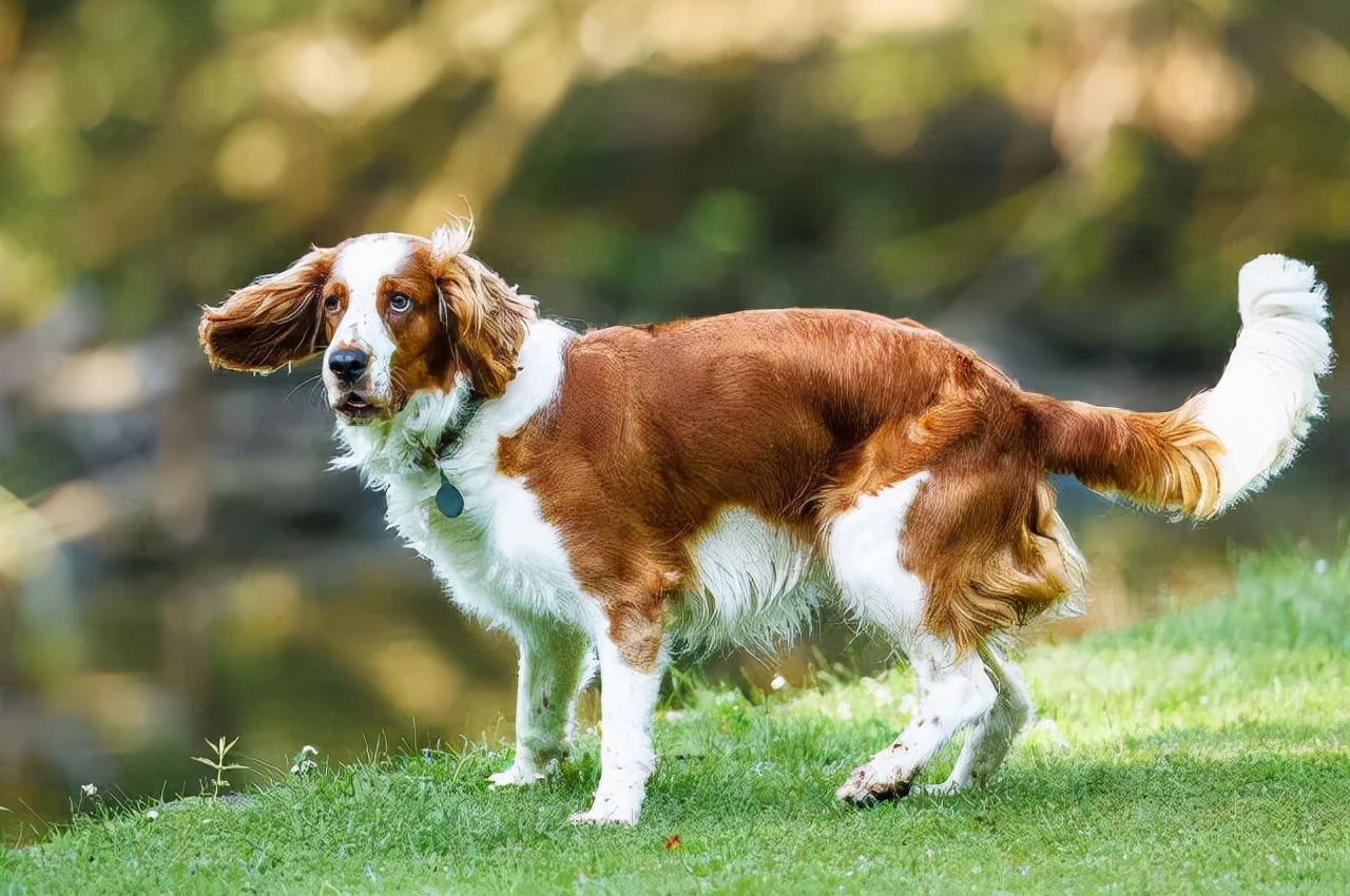 世界犬种智商排名榜前 30 名的聪明狗狗
