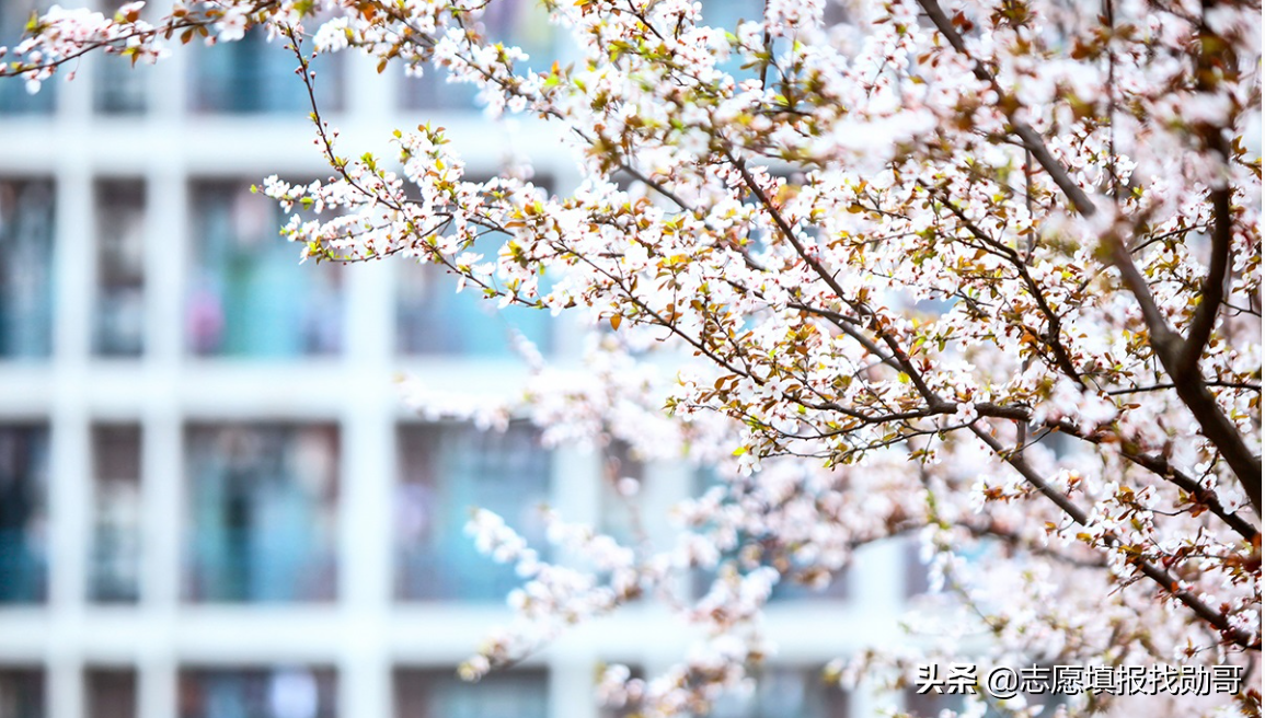 2019-2020年大学改名、升本，转设名单，最全收藏帖