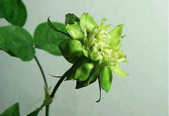 绿桔梗(5种开绿色花朵的植物,各个都很珍稀,见过的人不多)