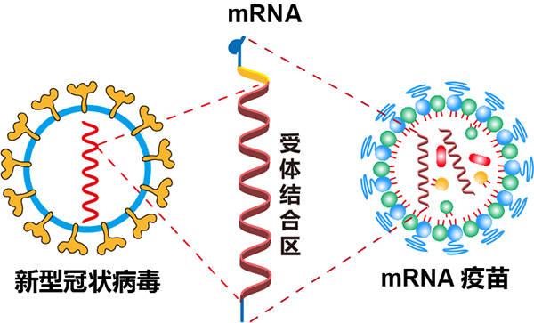 最先进的mRNA疫苗到底安全吗？为何被美国民众质疑？原来如此