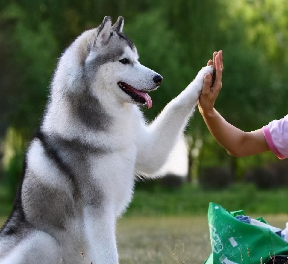 新手养哈士奇幼犬如何训练 饲养哈士奇要注意什么