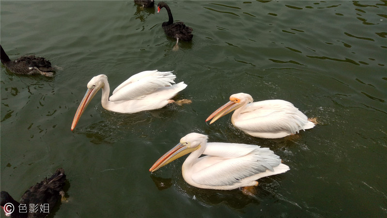 三天三夜欢乐长隆之旅（附攻略）