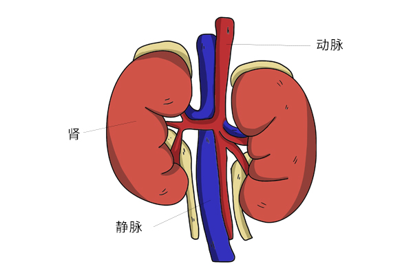 尿酸高是怎么引起的？嘌呤食物并非主因，降低尿酸该怎么做？