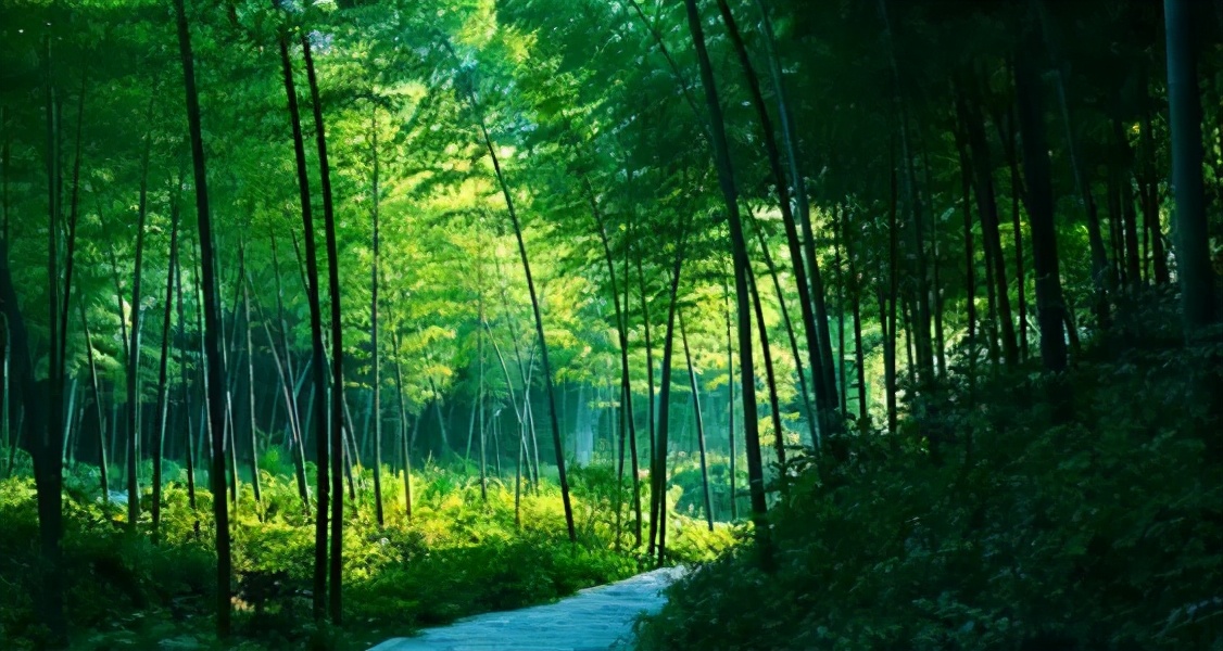 重庆竹海全集来啦!赶紧看看喜欢哪一款?