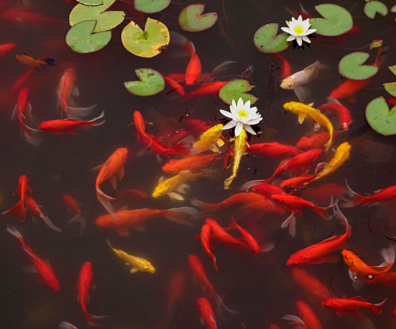 鱼池里的中国红，这样的庭院是不是爱了