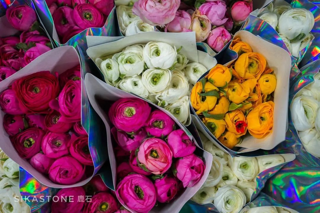 北京最大的花卉市场是哪一个（北京最大花盆批发市场）
