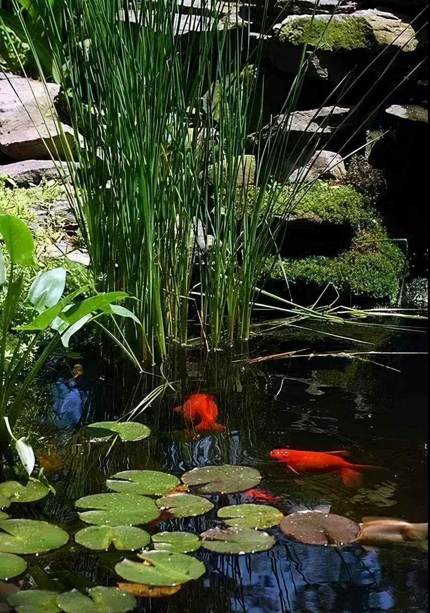 鱼池里的中国红，这样的庭院是不是爱了