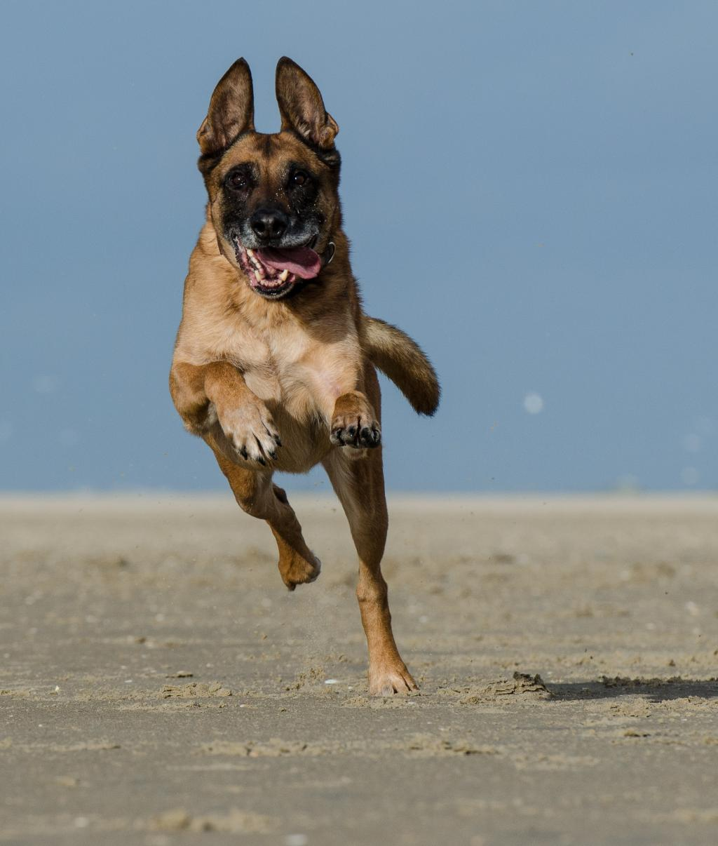 世界名犬品种大全（最全狗狗品种科普及简要介绍）