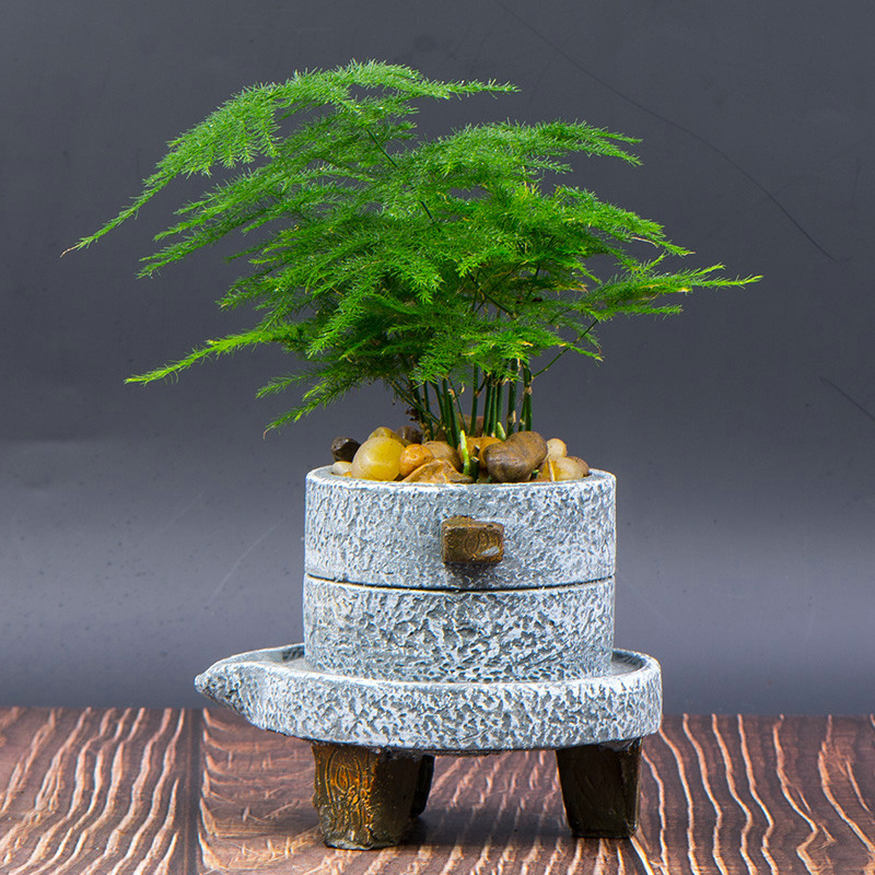 人养花，花亦滋养着人！100种室内盆栽花草图鉴，有您喜欢的吗？