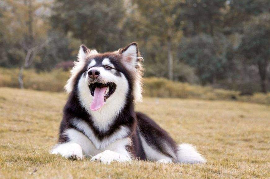 盘点最适合家养的十种狗狗!对主人忠心还聪明