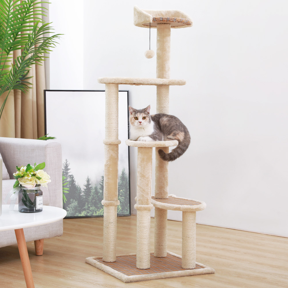 平价养猫攻略，穷也能实现养猫自由