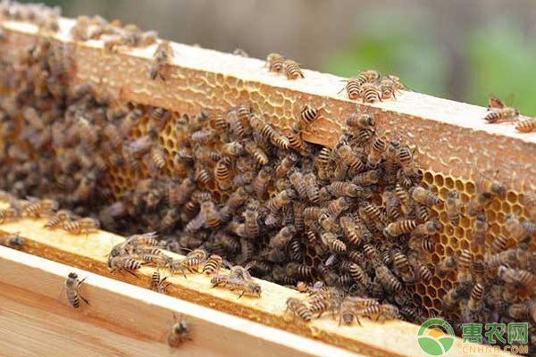 蜜蜂怎样养才能快成强群 蜜蜂怎么样才可以养强群