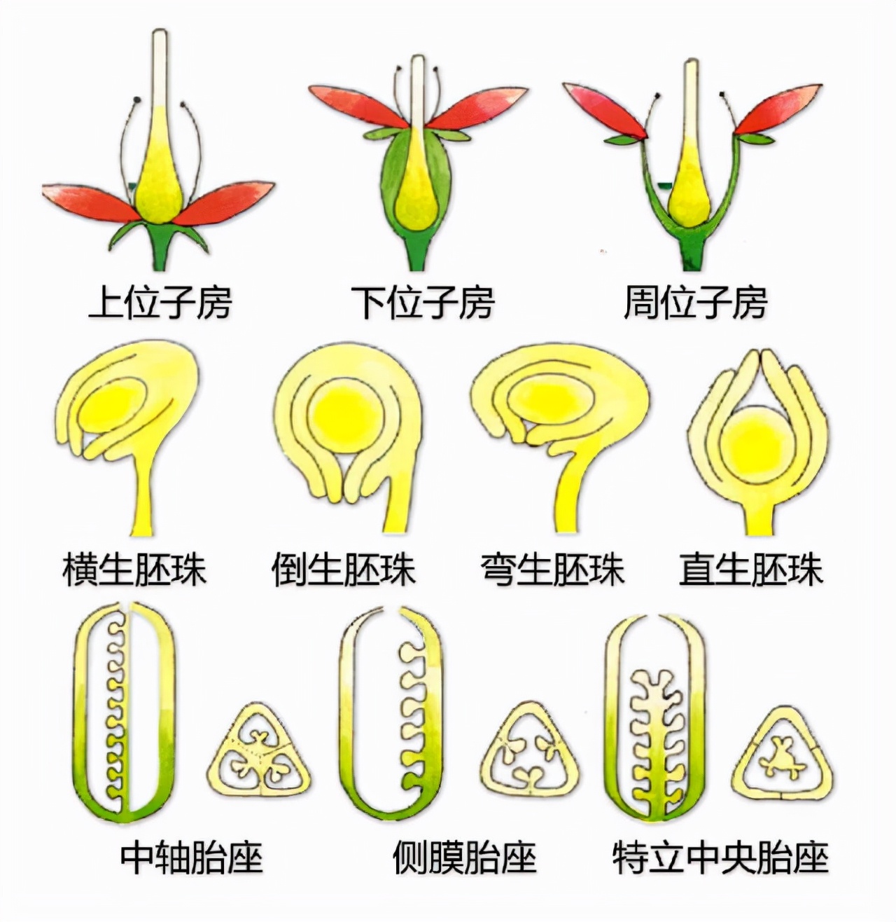 花的基本结构简图（教科书般的植物形态图解）