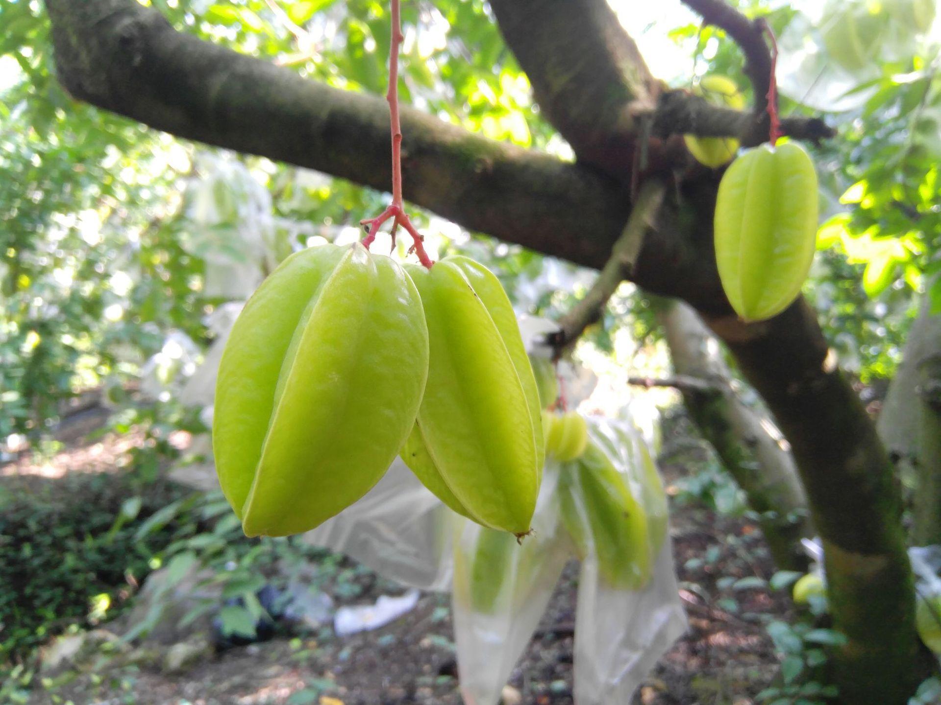 每日风物：下河杨桃，会变成星星的水果