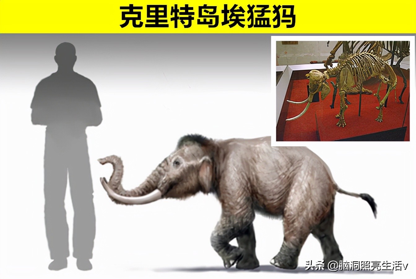 鲜少有人能够知晓的，8个只存在于史前文明的神秘动物