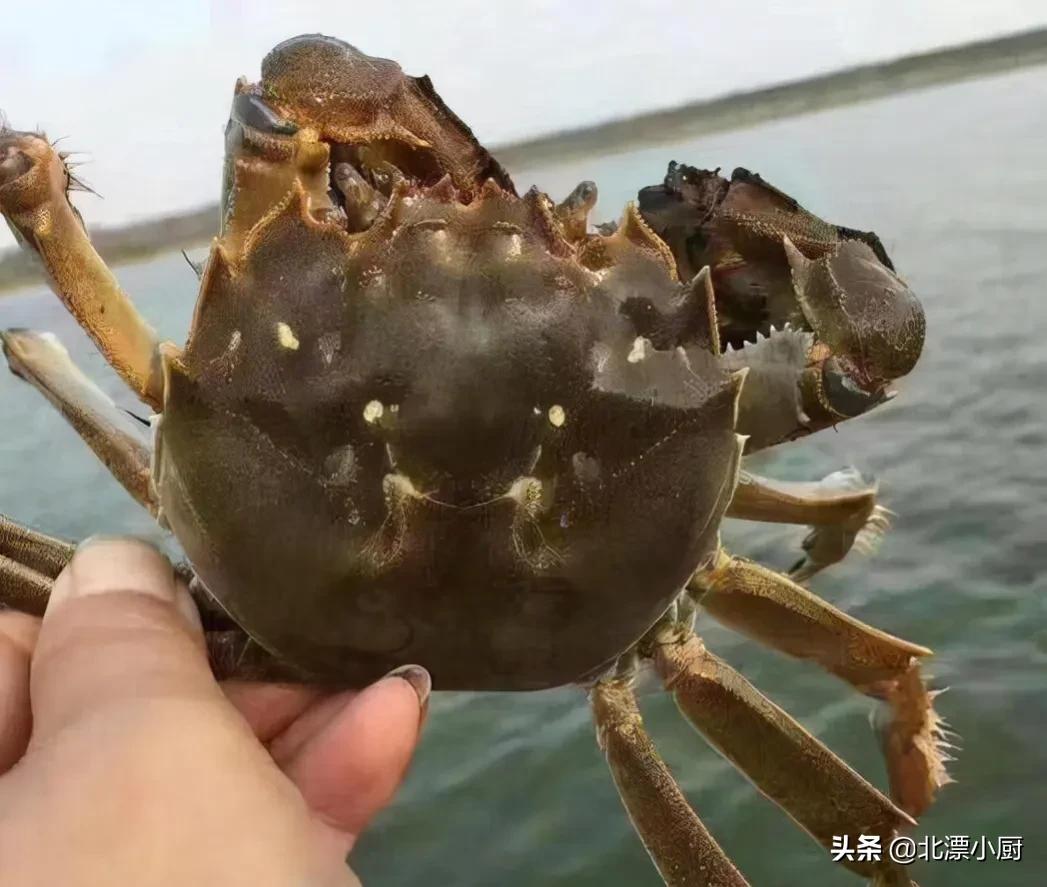 2,南京固城湖大闸蟹