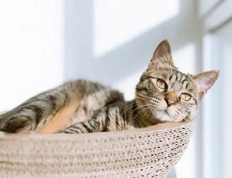常见的猫咪皮肤病有哪些？如何治疗和预防猫癣和猫咪黑下巴？