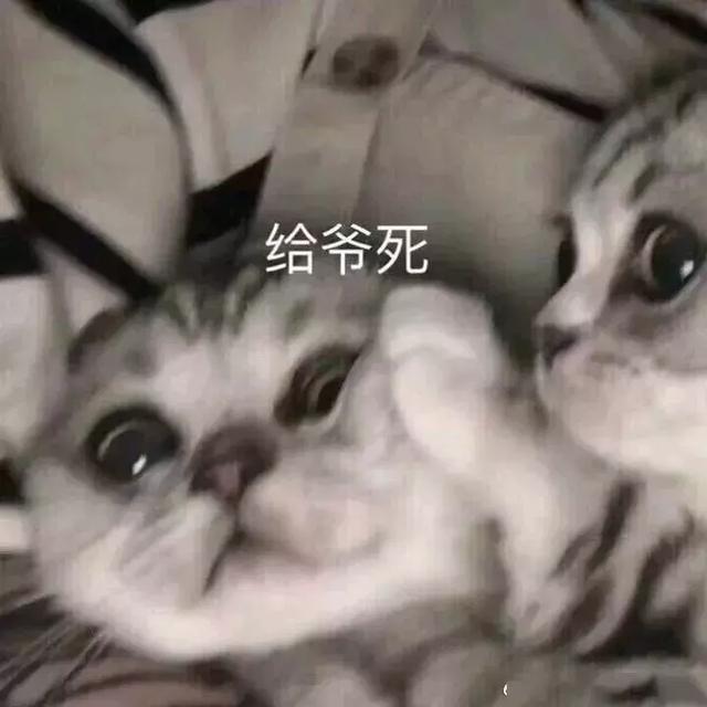 猫咪斗图表情包合集｜看我这六块腹肌，就知道你打不过我