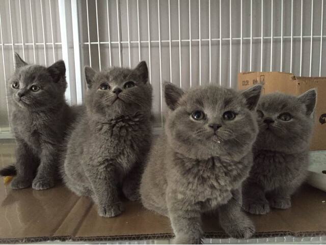 东北猫价格便宜，到底能不能买？答应我，以后别再问类似的问题