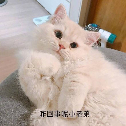 可爱猫猫的表情包合集｜咋回事呢，小老弟