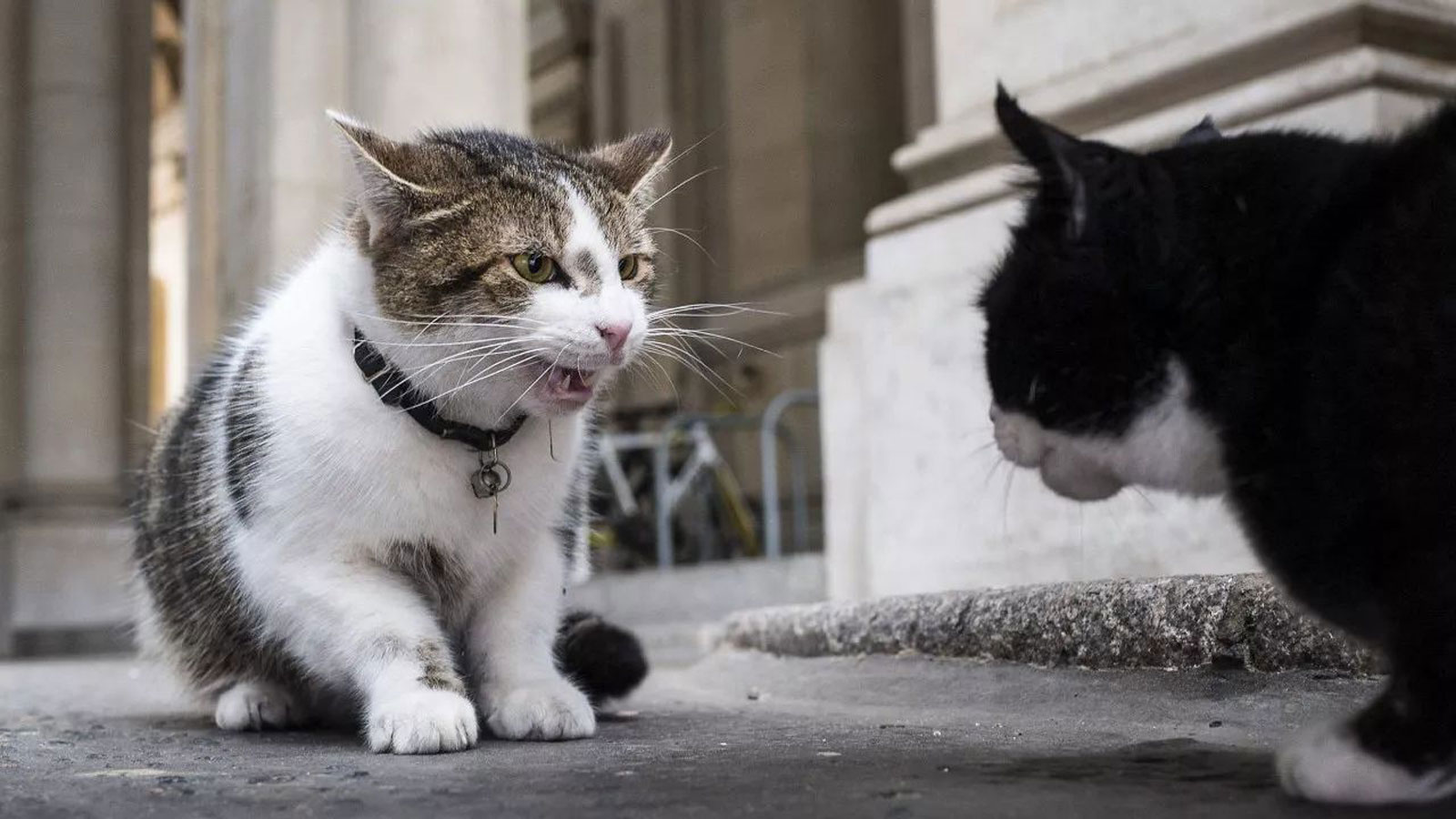 资深瞪猫师的必修之路，对视