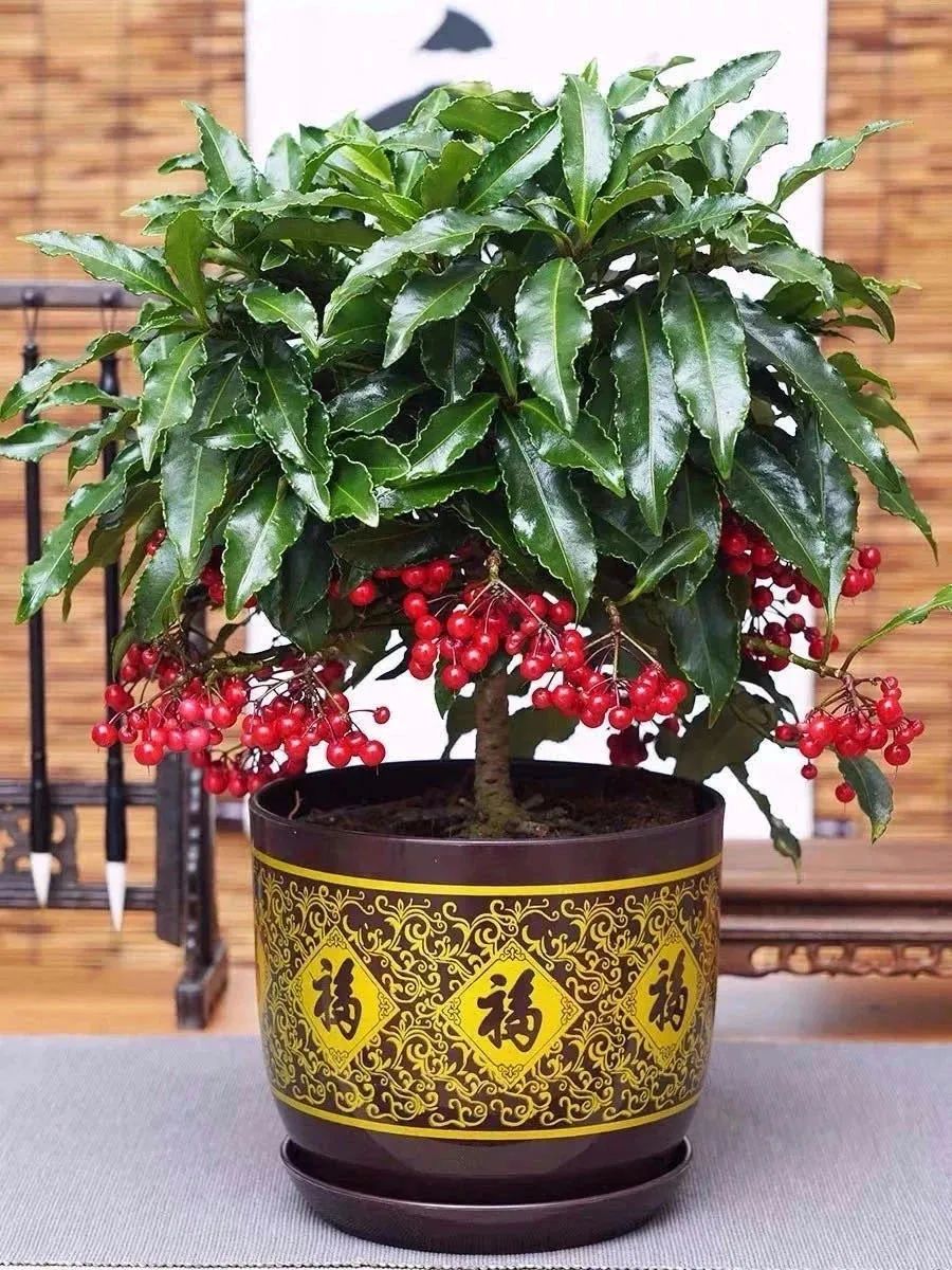 学名富贵籽,又叫红凉伞,朱砂根等,是紫金牛科紫金牛属常绿小灌木植物