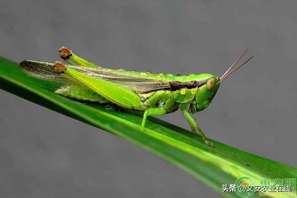 蚂蚱是吃什么食物（了解蚂蚱的饮食和生活习惯）