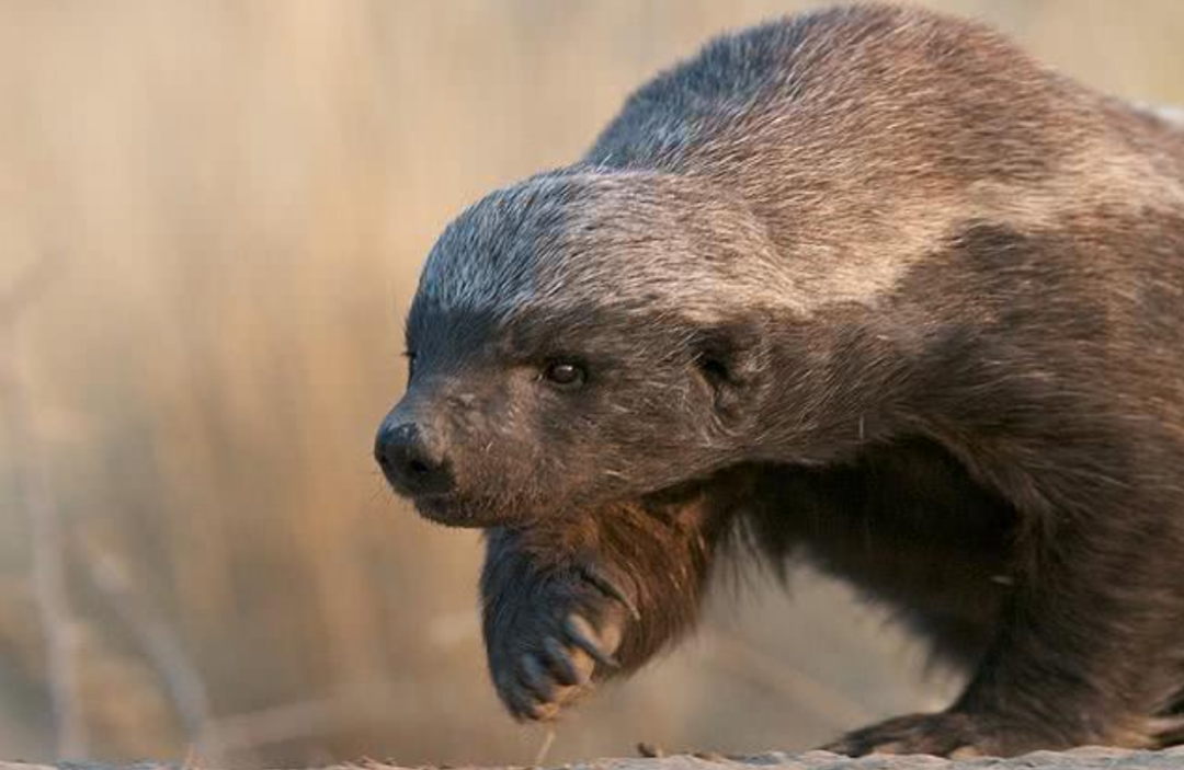 平头哥蜜獾的天敌众多,但没有一种对它们有严重危害,真是不好惹
