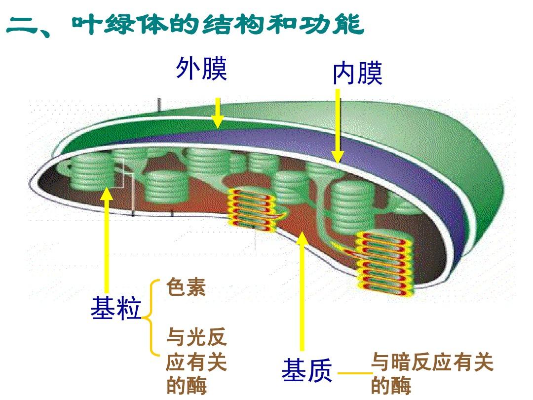 《生命的三种基本要素》