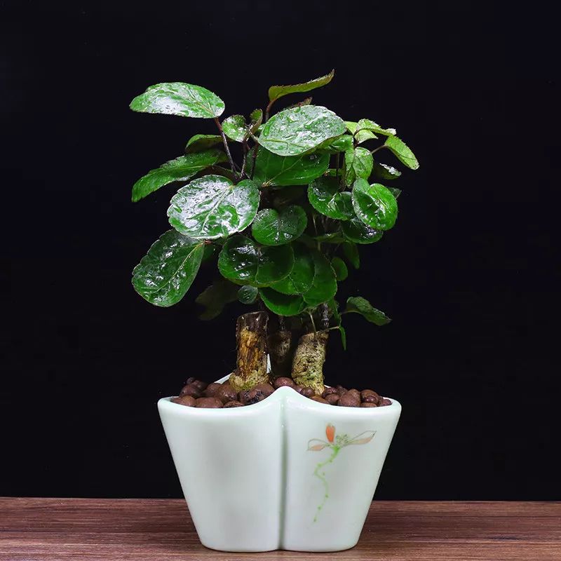 这种植物的枝干极为粗壮,表皮呈灰褐色.