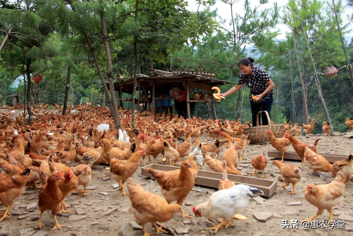 农村养殖什么时候有补贴？能补贴多少钱？申请条件是什么？