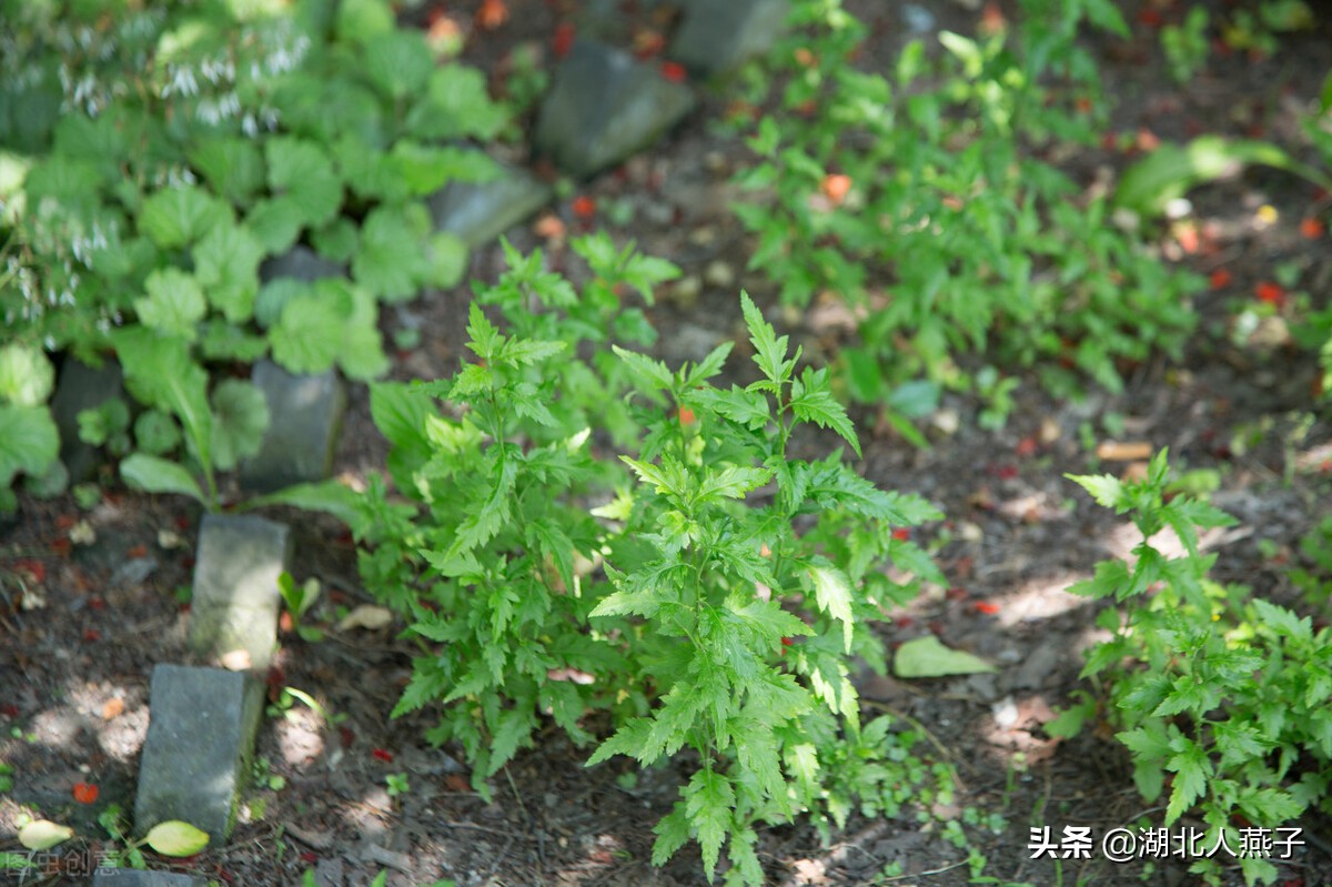 农村能吃的野菜100种大全(教你认识100种野菜和吃法)