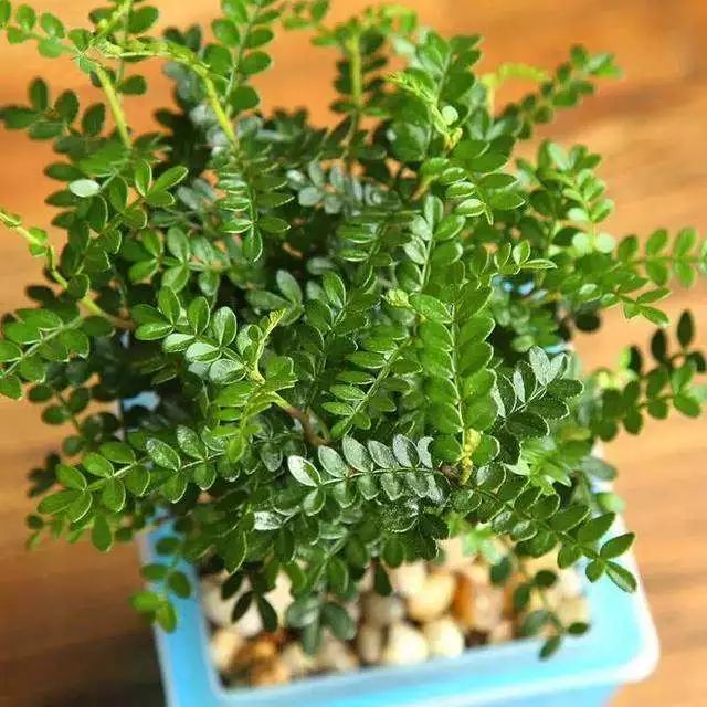 人养花，花亦滋养着人！100种室内盆栽花草图鉴，有您喜欢的吗？