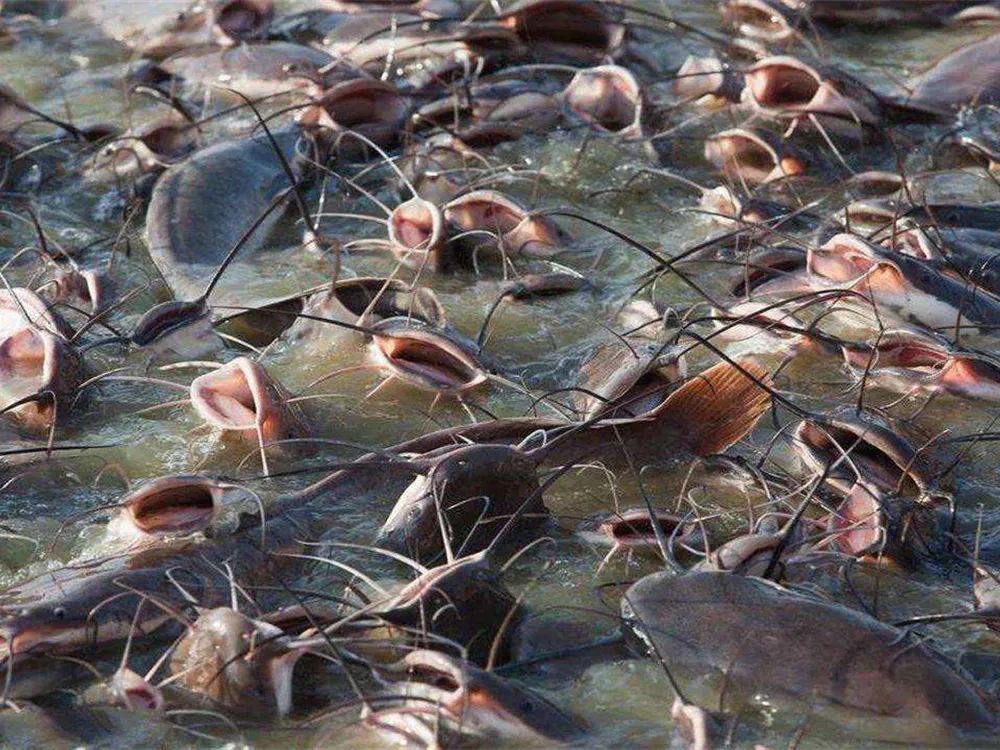 青鲇魚,青鲇魚的做法