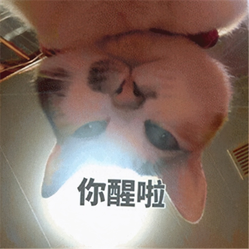 表情包：猫咪起床了