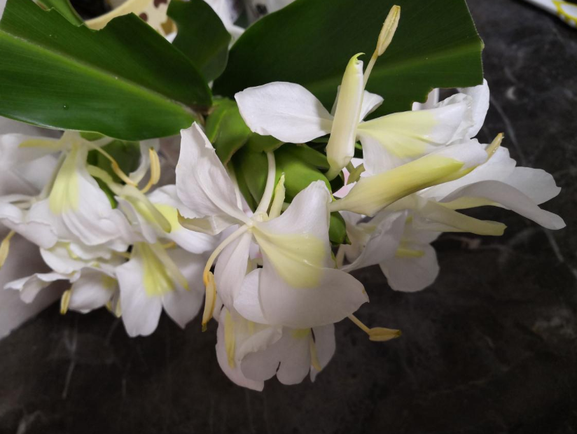 生姜开花,原来这么美,第一次见到