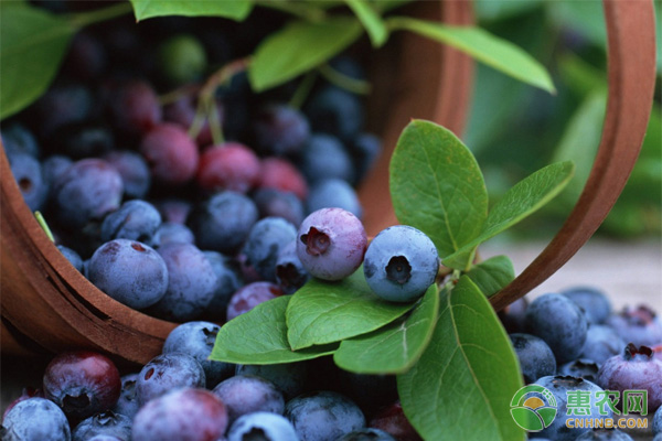 2020蓝莓多少钱一斤？蓝莓都有哪些优良好吃的品种？